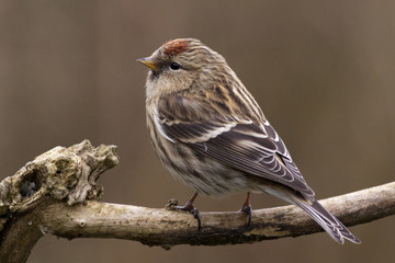 Lesser Redpoll (Carduelis flammea) in a Cambridge garden, England, UK.