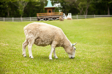 Sheeps in a meadow in the mountains., Sheep in the Field.