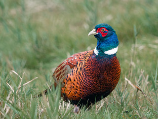 Fasan (Phasianus colchicus)