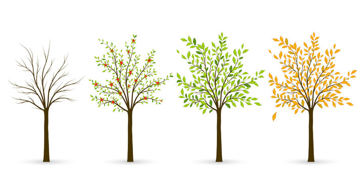 Tree in four seasons - winter, spring, summer, autumn. Vector il