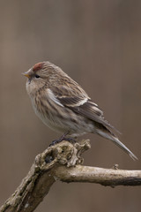 Lesser Redpoll (Carduelis flammea) in a Cambridge garden, England, UK.