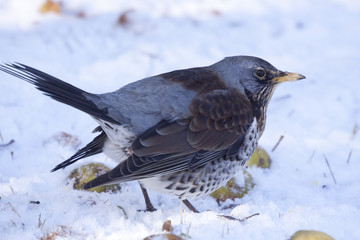 Fieldfare (Turdus pilaris) eating fallen apples in mid winter, Cambridge, England, UK.