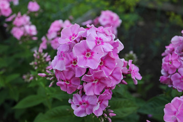 Lila flowers in countryside