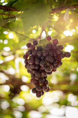 Ripe grapes at sunset