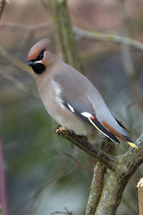 Waxwing (Bombycilla garrulus), Royston, Herts, England, UK.