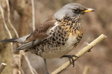 Fieldfare (Turdus pilaris) in a Cambridge garden, England, UK.