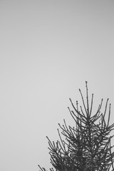 Vertical shot to a fir