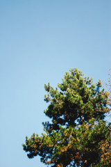 Vertical shot to a fir