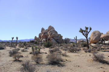Joshua Tree
