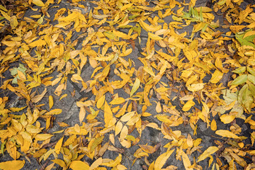 Fallen autumn leaves