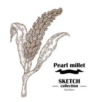 Pearl Millet sketch. Hand drawn cereal. Vector illustration