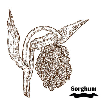 Grain Sorghum sketch. Hand drawn cereal. Vector illustration
