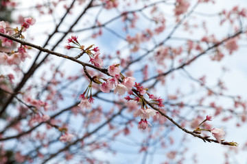 Beautiful pink Sakura flower blooming
