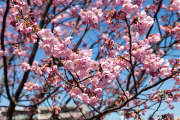 Pink blossom sukura flowers on a spring day in Japan.,