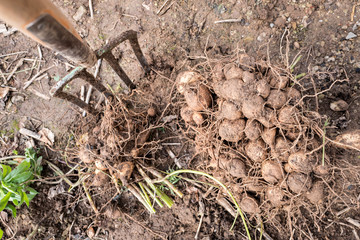 dahlia tubers just lifted for overwintering