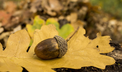 acorn