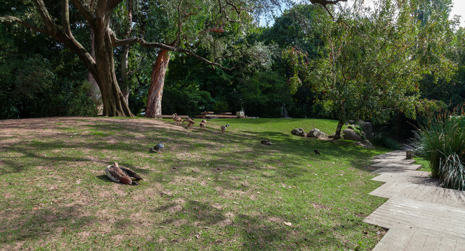 Lisbon, Portugal - October 19, 2016: Paths, lawns and birds in the garden of the Calouste Gulbenkian foundation. A very popular urban park open to the public especially among College students.