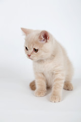 lop-eared scottish cat isolated on white background