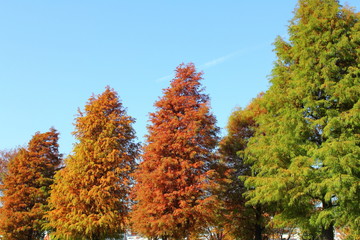 紅葉の樹木