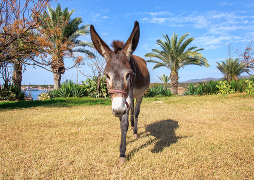 Donkey slant field on background of palm trees