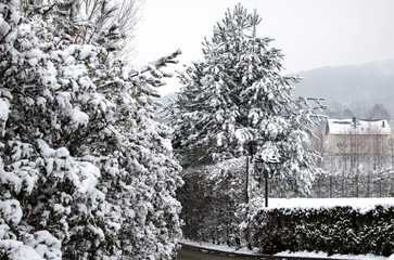 Christmas landscape - trees covered with white snow