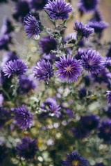 Fototapeta premium Beautiful detail of purple flowers field. Spring blossom backgro