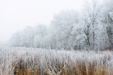 Fototapeta na wymiar Winter road in the village. Fog and frost