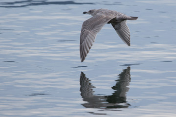 Seagul flying low over water with reflection 2