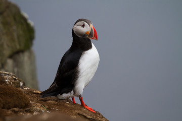Papageitaucher / Puffin