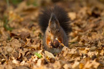 Eichhörnchen mit Nuss / Squirrel with nut