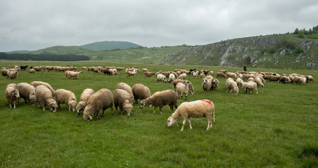 Obraz premium Sheep grazing on a meadow, on a cloudy day