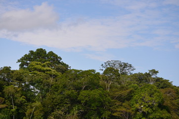 Fototapeta na wymiar Rio Amazonas
