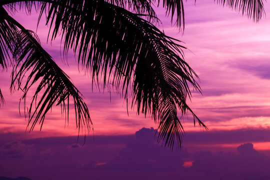 Silhouette of palm trees at sunset © romablack