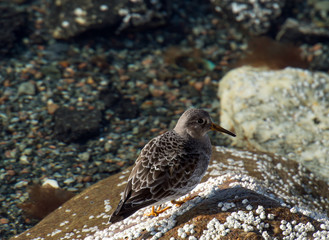  Purple Sandpiper . On the coast of Norway 