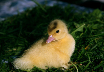 Baby duck in the sun