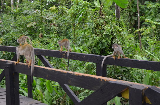 Macaco-de-cheiro