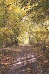 Road in the autumn forest