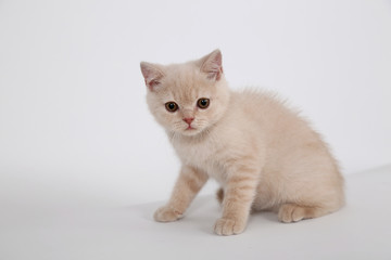 lop-eared scottish cat isolated on white background