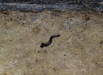 Mating millipede. Millipede - centipedes black with strong armor