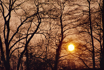 Sunset through trees silhouettes