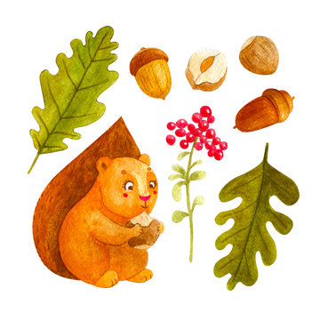 Watercolor set of cute squirrel  with nuts, leaf, acorn and stoneberry