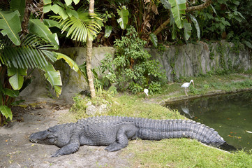 American alligator