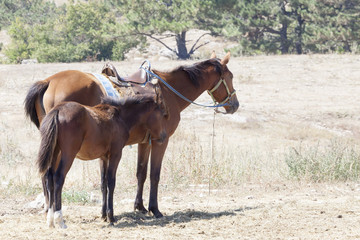 Obraz premium the brown horse who is grazing on a green meadow