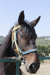 Obraz premium the brown horse who is grazing on a green meadow