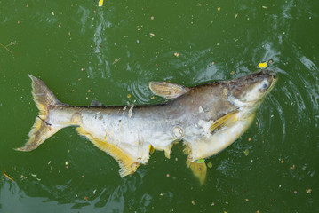 Dead Big fish floated in the green waste water.
