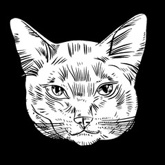 Vector illustration of cat head