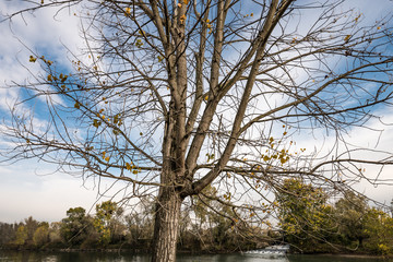 Albero in autunno