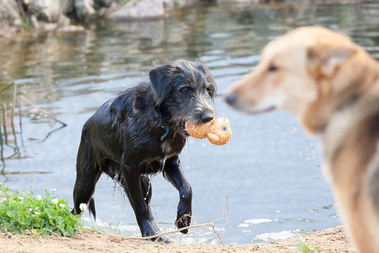 The Dogs Playing On Coast Of A Reservoir