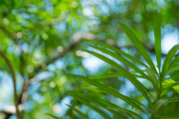 Nature green leaf with green color bokeh background.