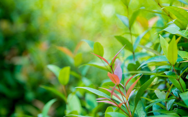 Fototapeta na wymiar Nature green leaf with green color bokeh background.